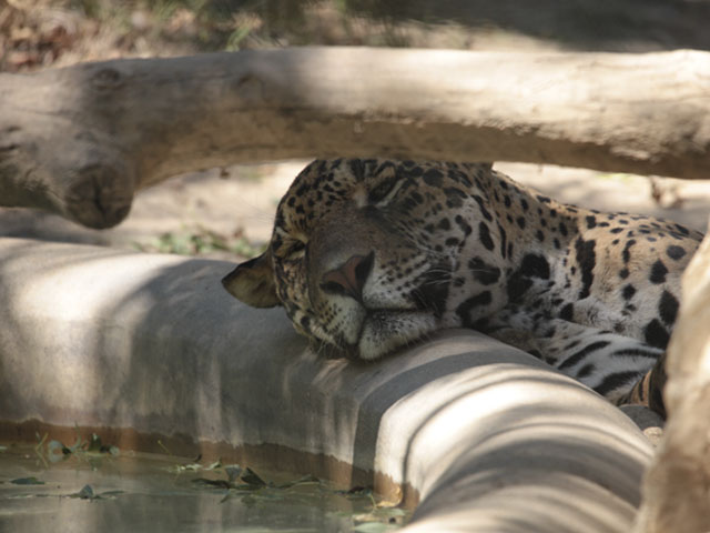 Jaguar au repos