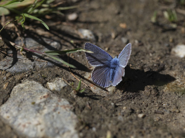 papillon_bleu_bas