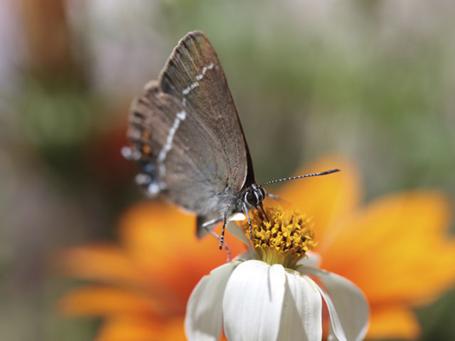 Macro papillon